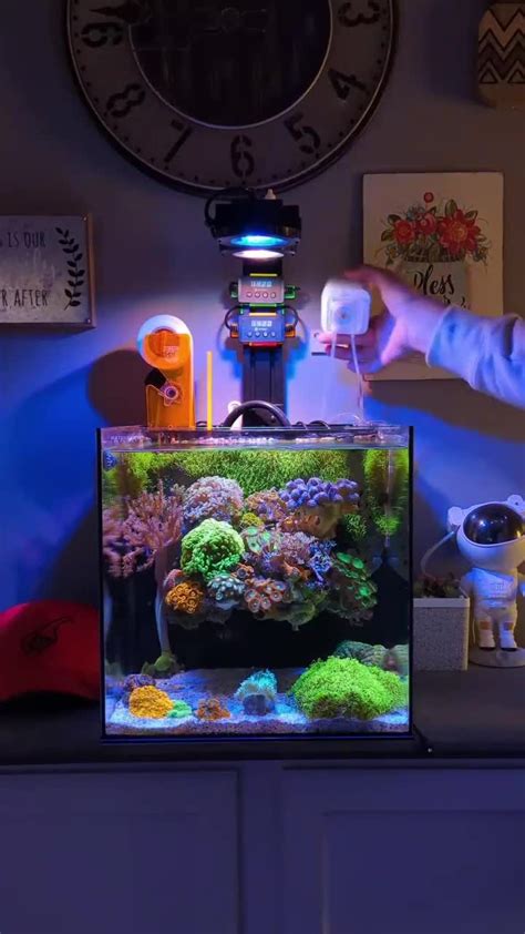 liveaquaria|liveaquaria corals.